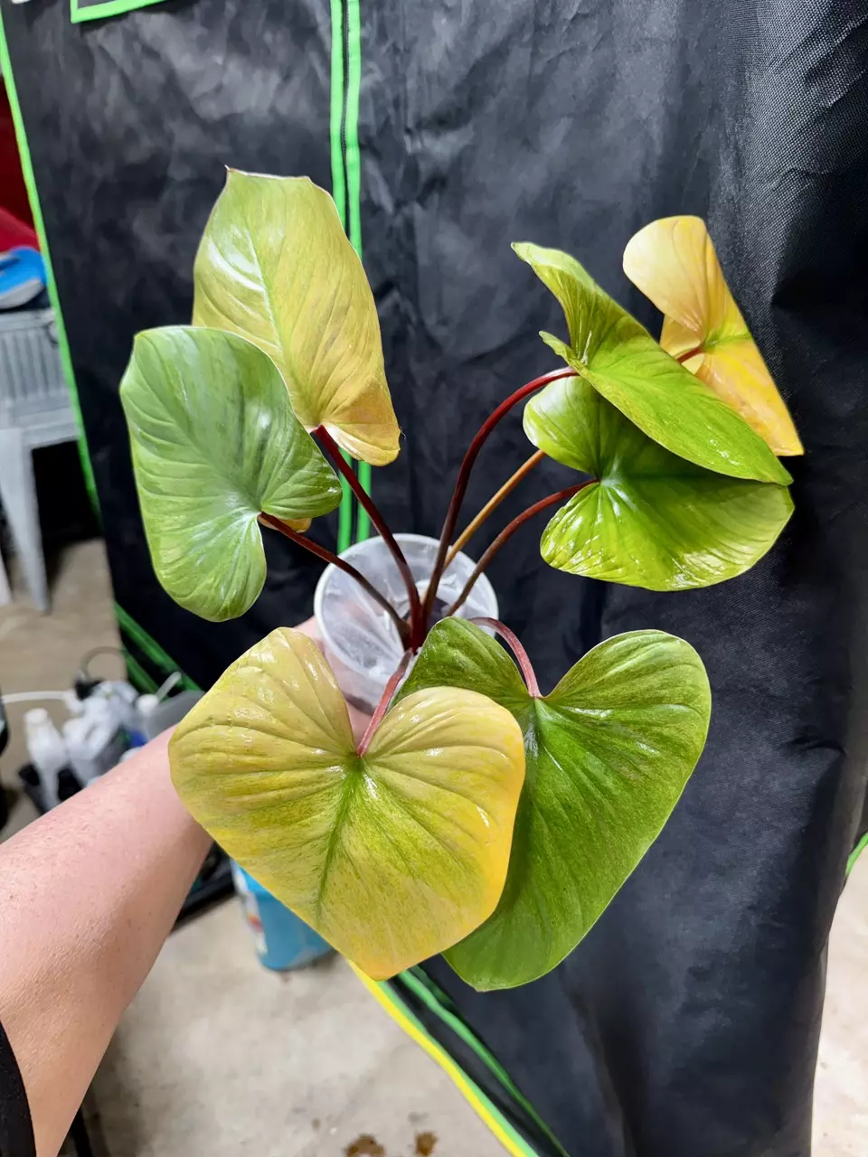 808 Homalomena Pink Mint Melon thumbnail