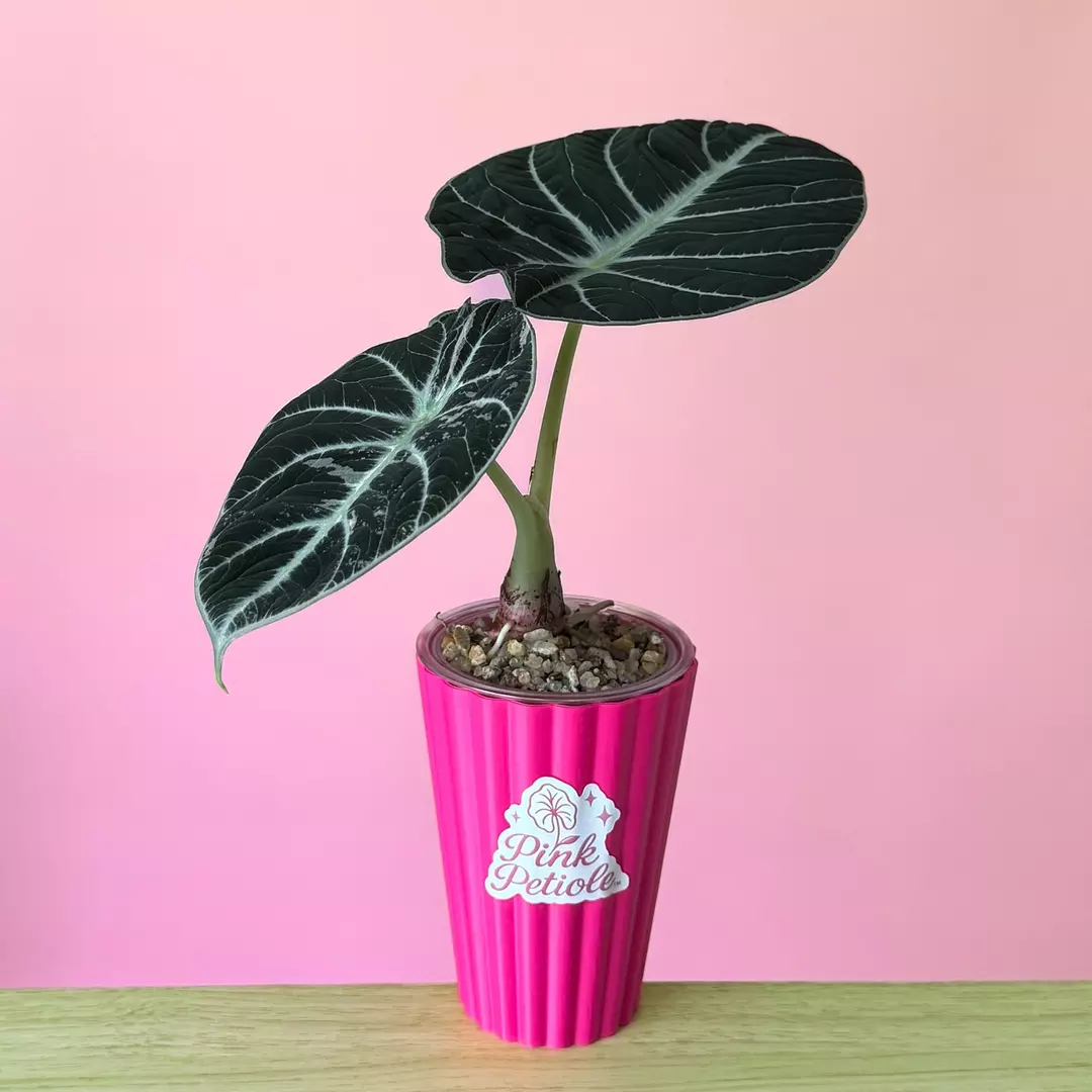 Alocasia Ninja Pink Albo Variegated thumbnail