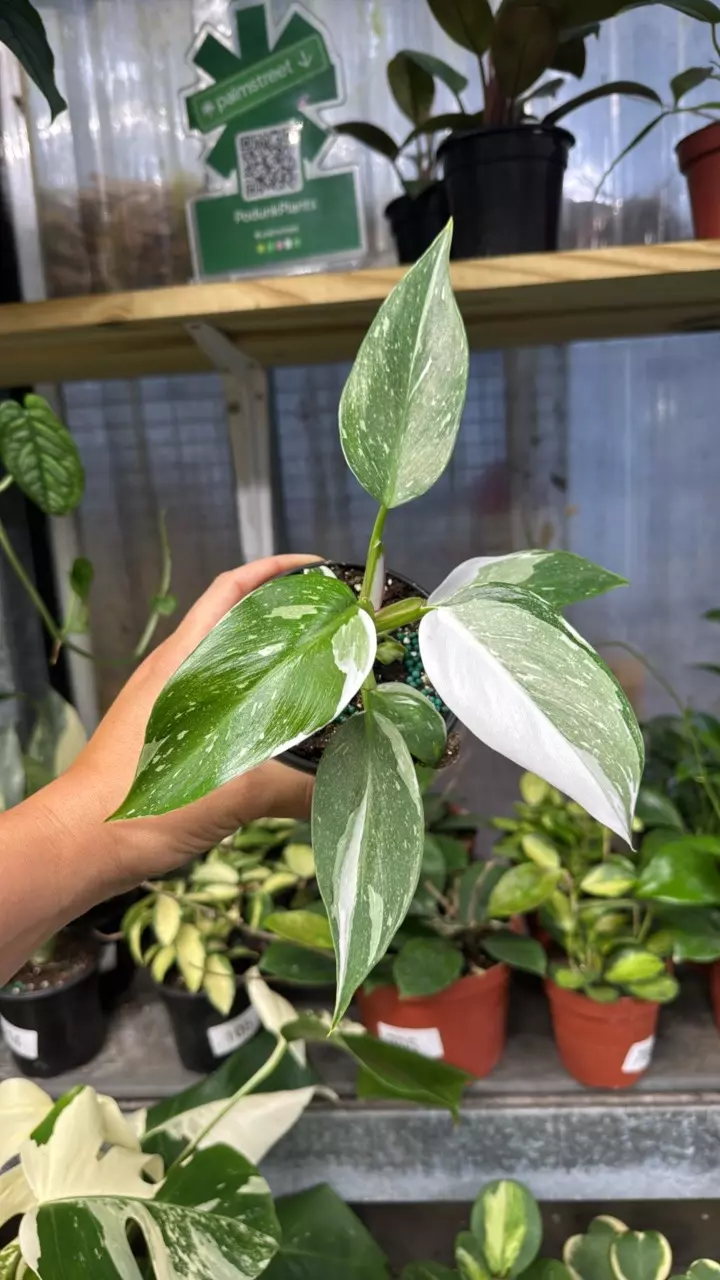 189 Philodendron White Princess thumbnail