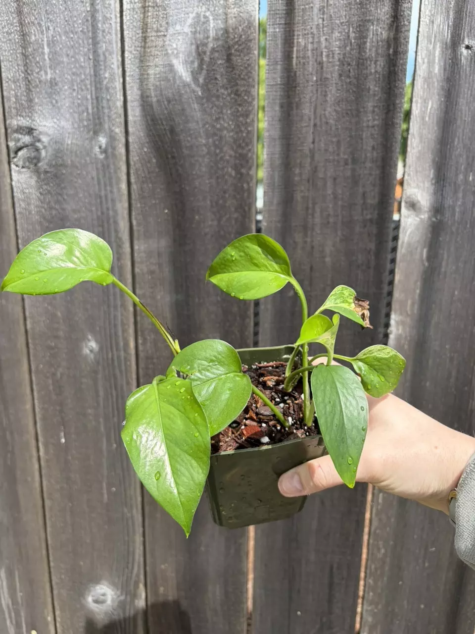 Jade pothos thumbnail