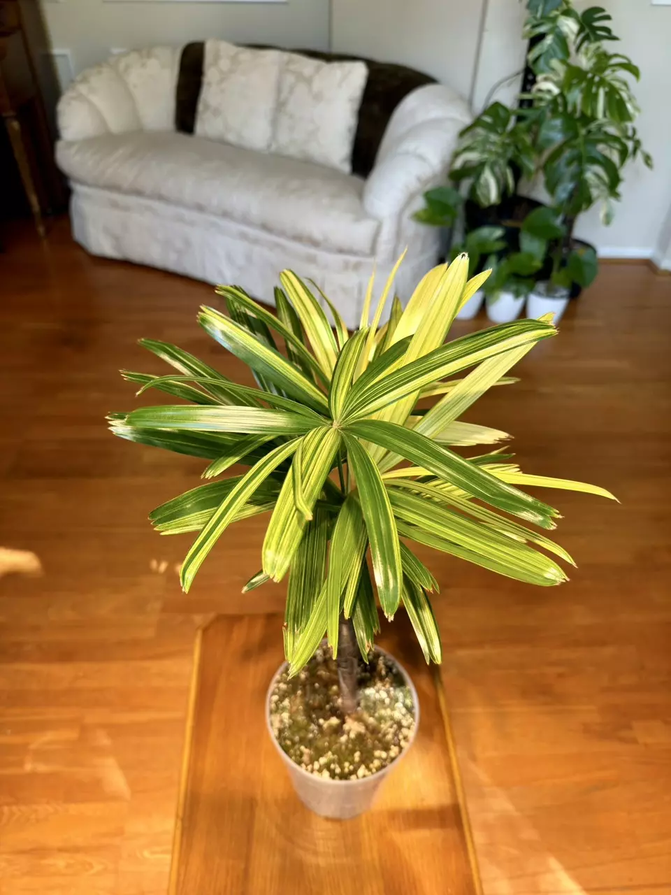 Variegated Lady Palm | Imported From Indonesia | 7-Inch Container thumbnail