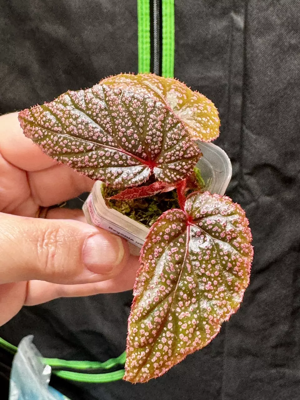 0802 Begonia u062 thumbnail