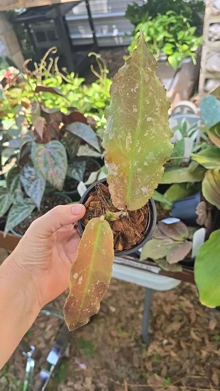 Hoya undulata #HO64 thumbnail
