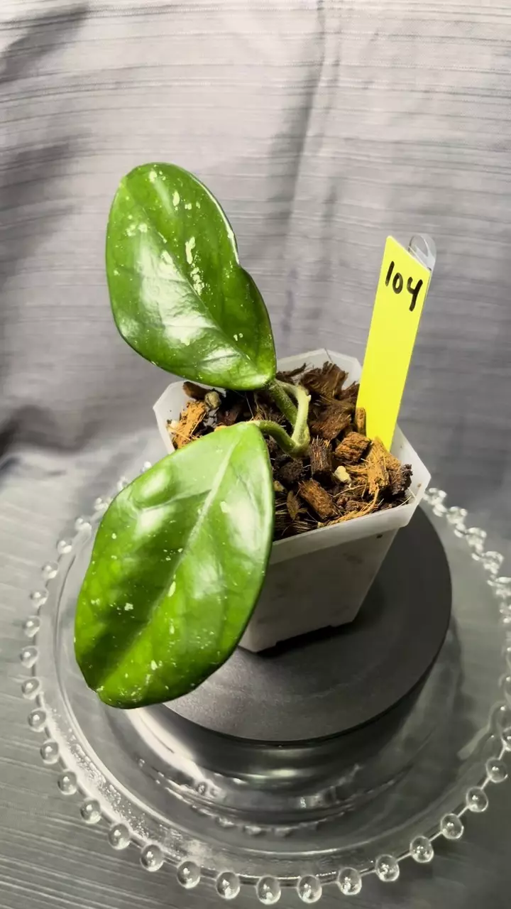 104. H heirloom carnosa ‘Kevin’ thumbnail