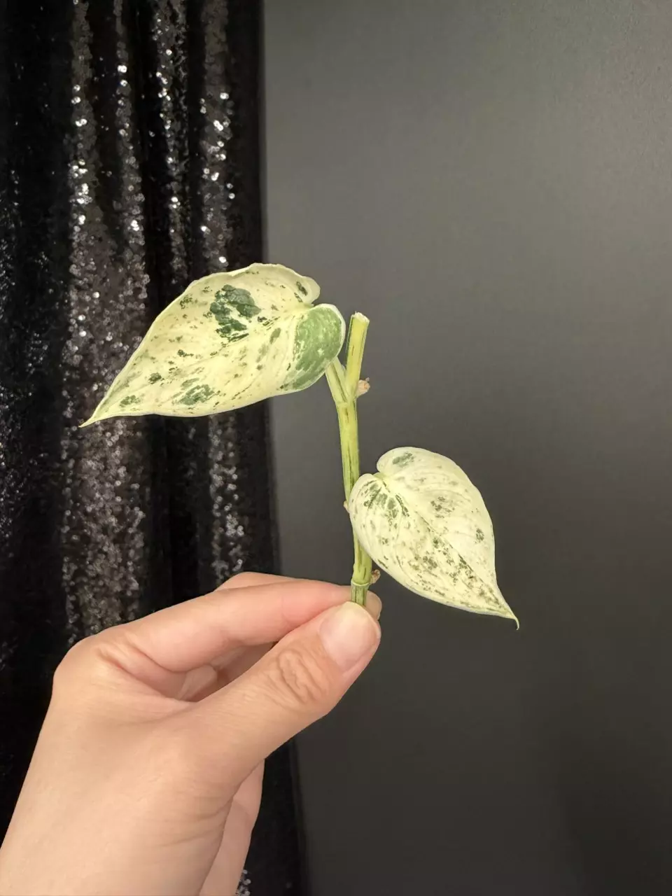 Scindapsus Dark Cloud Albo, Unrooted Cutting thumbnail