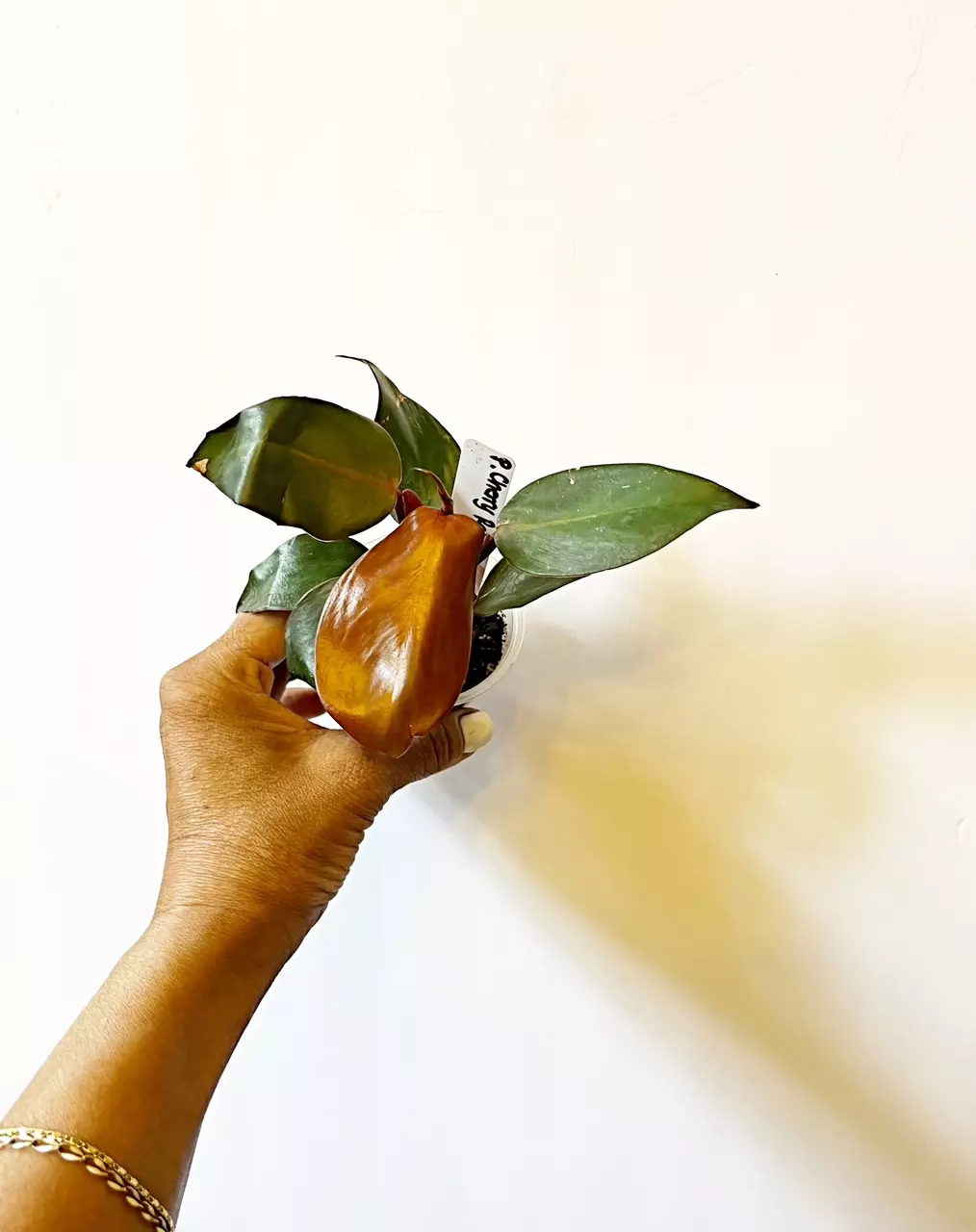 🎋Philodendron Cherry Red thumbnail