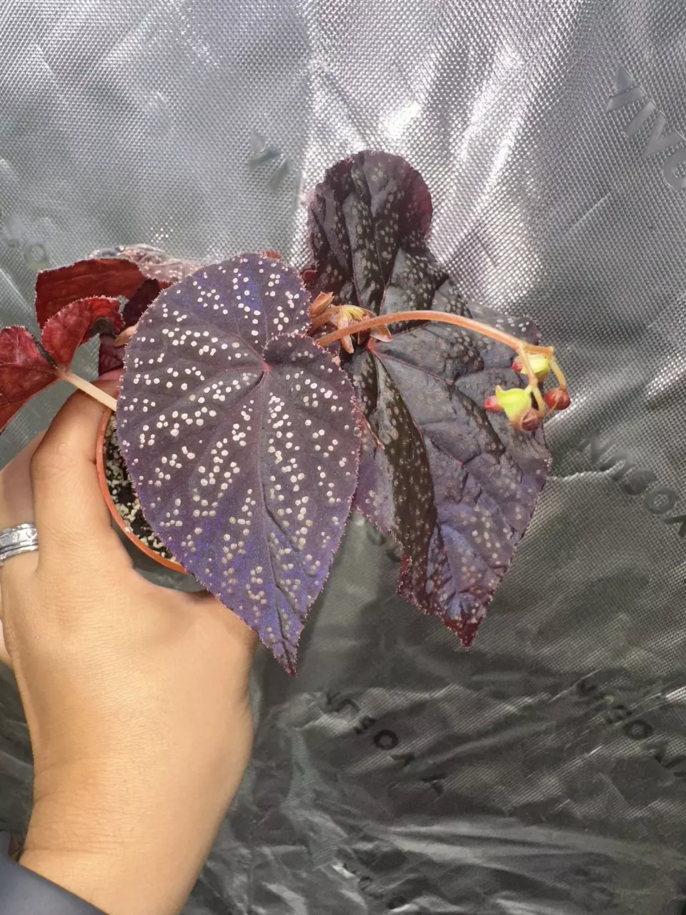 Botanic.az Begonia 45 v.2 thumbnail