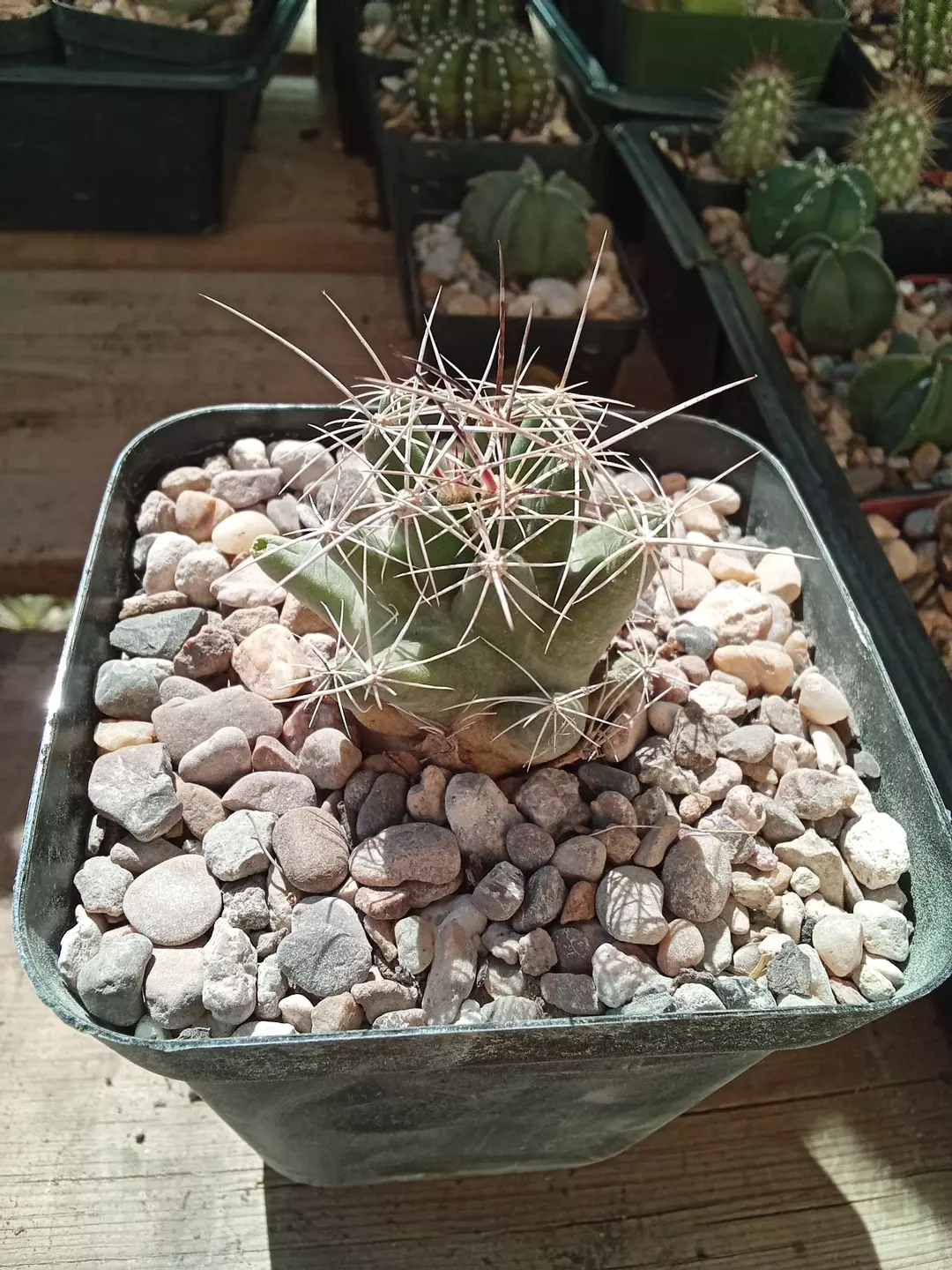 Thelocactus Tuluensis cactus seedling thumbnail