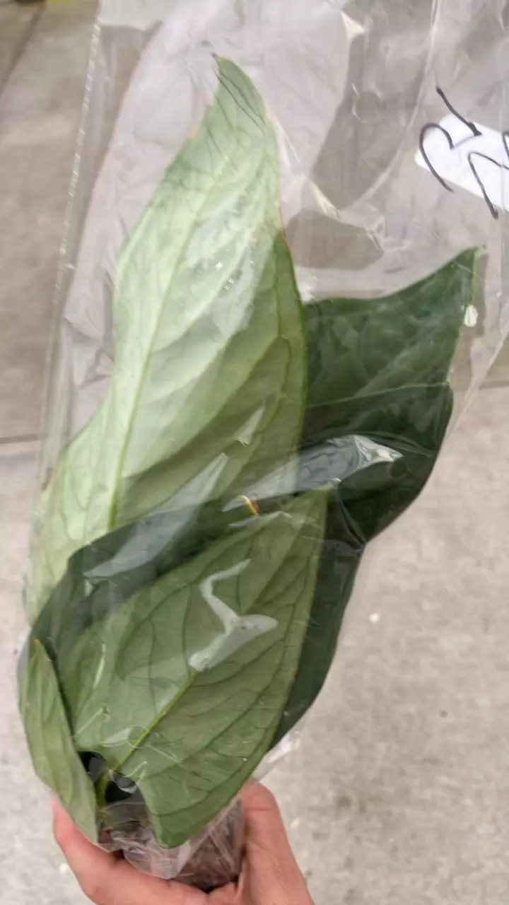 FR794 Anthurium pulcachense thumbnail