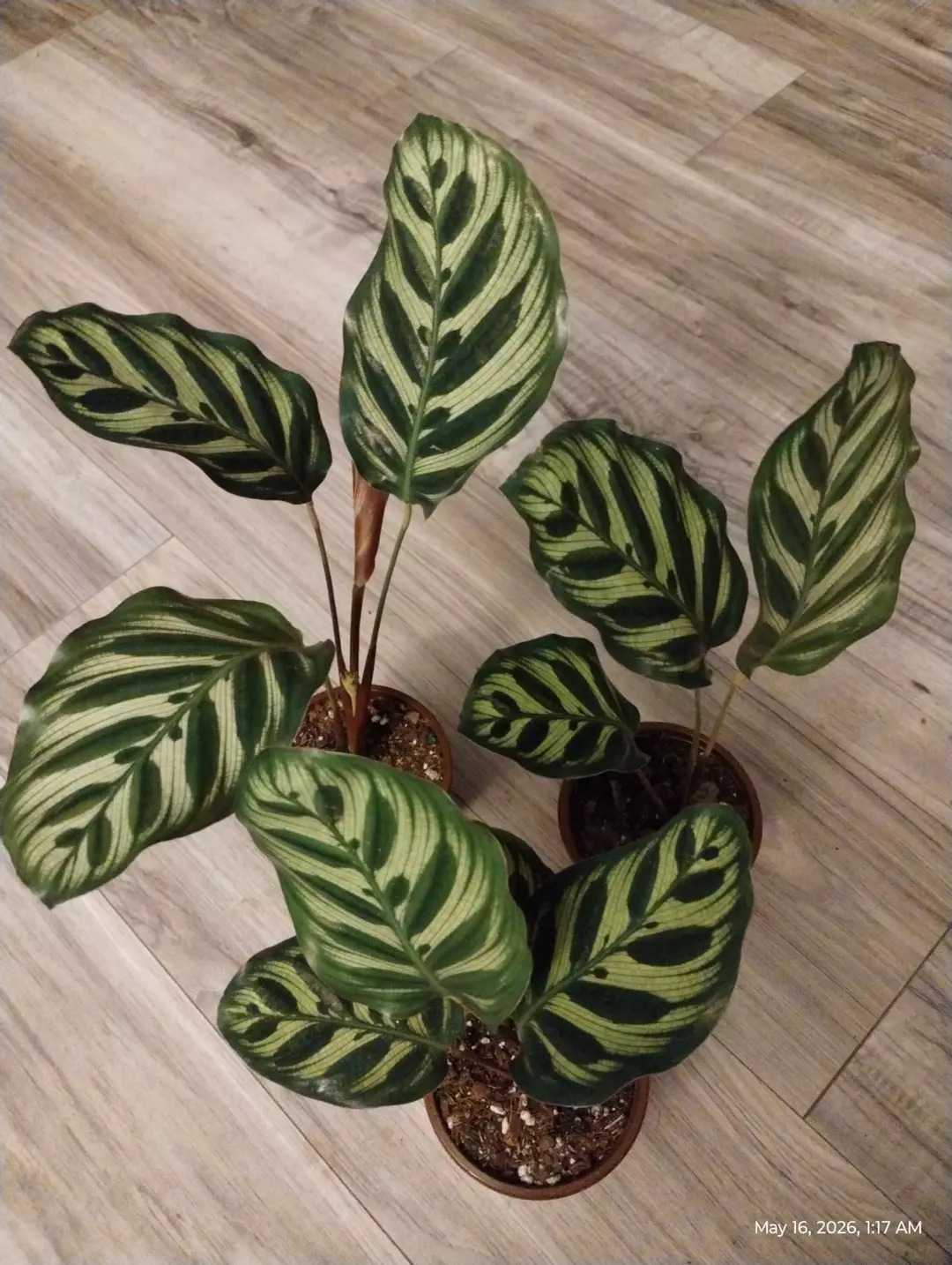 Calathea makoyana / peacock plant thumbnail