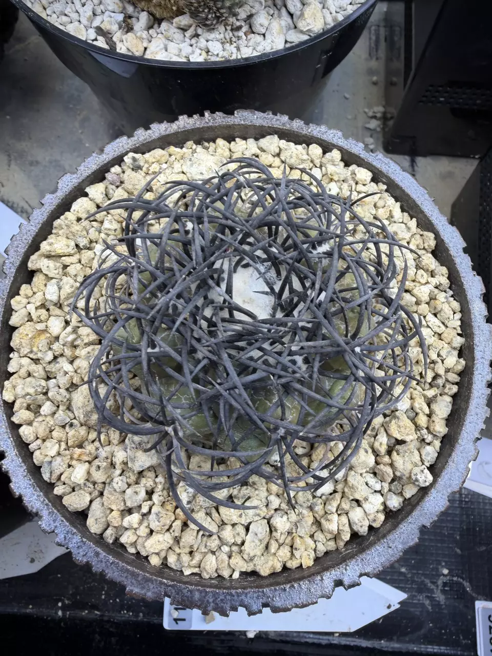 1143 - Copiapoa griseoviolacea [JN1273] from seed thumbnail