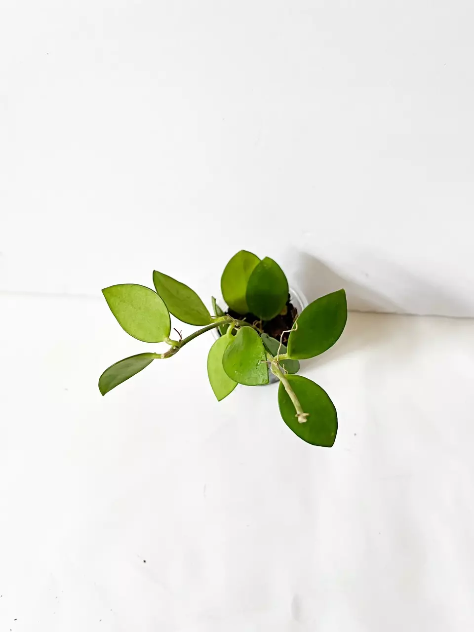 🎋Hoya Myrmecopa thumbnail
