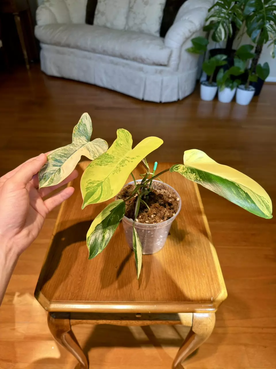 Paradise Beauty Philodendron | Imported From Indonesia | 5-Inch Container thumbnail