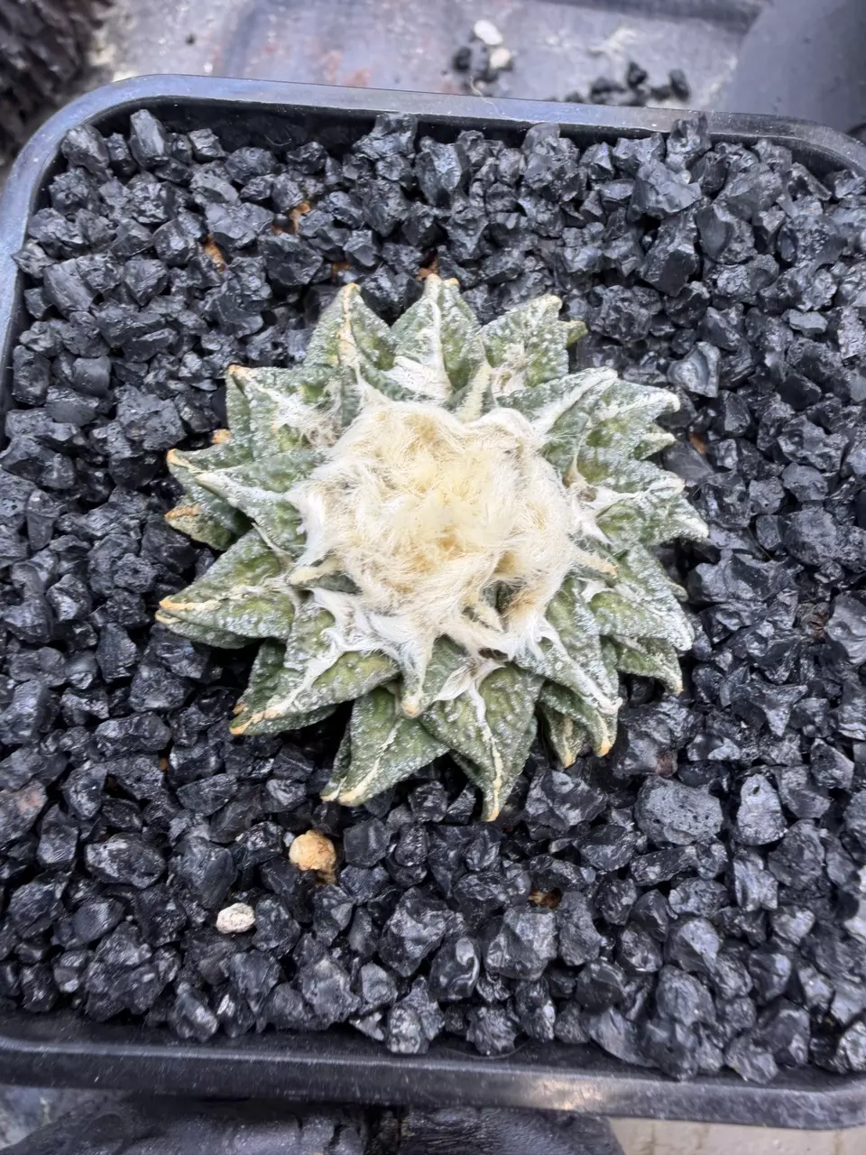 4418. - Ariocarpus kotschoubeyanus var. elephantidens, Japan import thumbnail