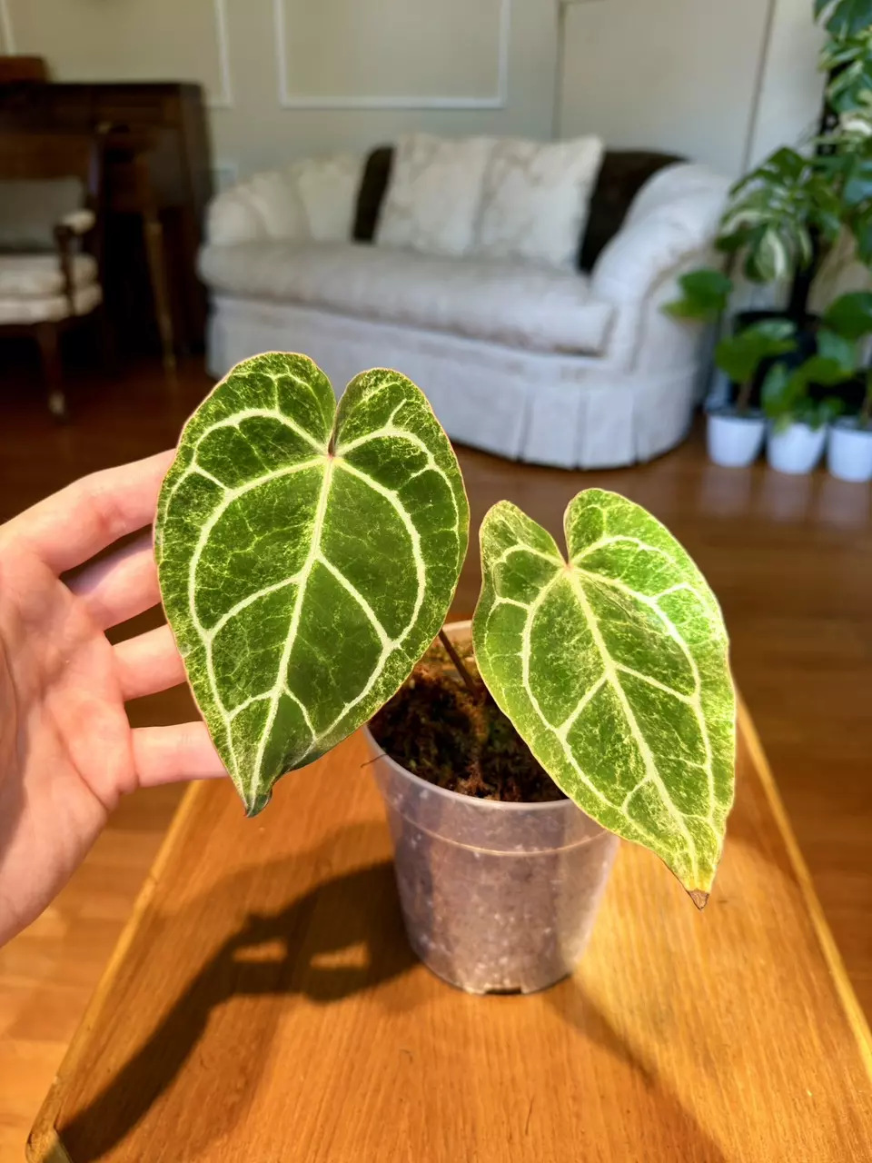Mint Platinum Crystallinum Anthurium | Imported From Indonesia | 5-Inch Pot thumbnail