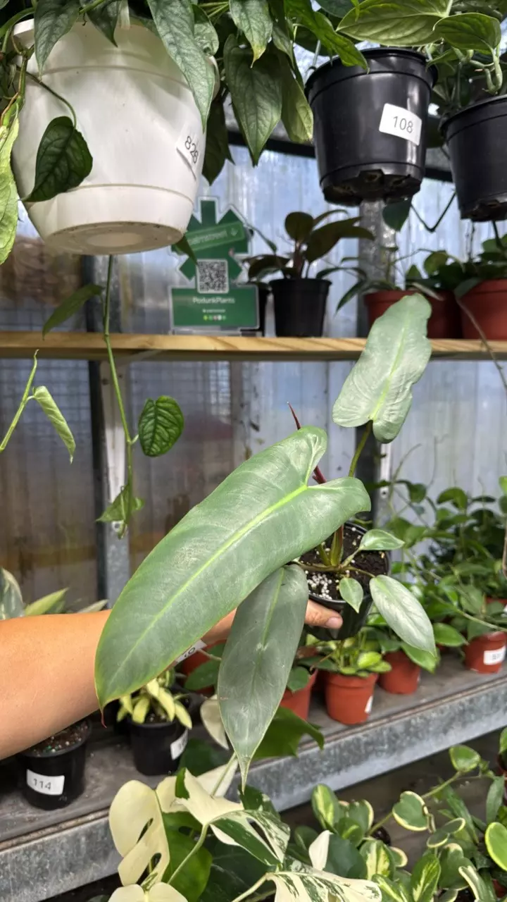 90 Philodendron Atabapoense thumbnail