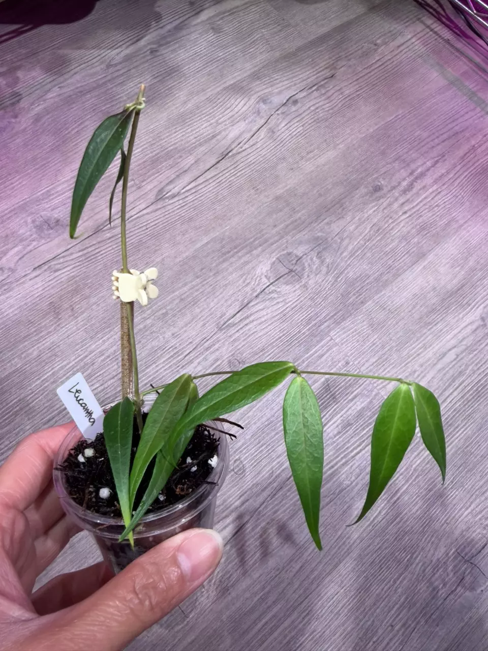 Hoya Leucantha thumbnail