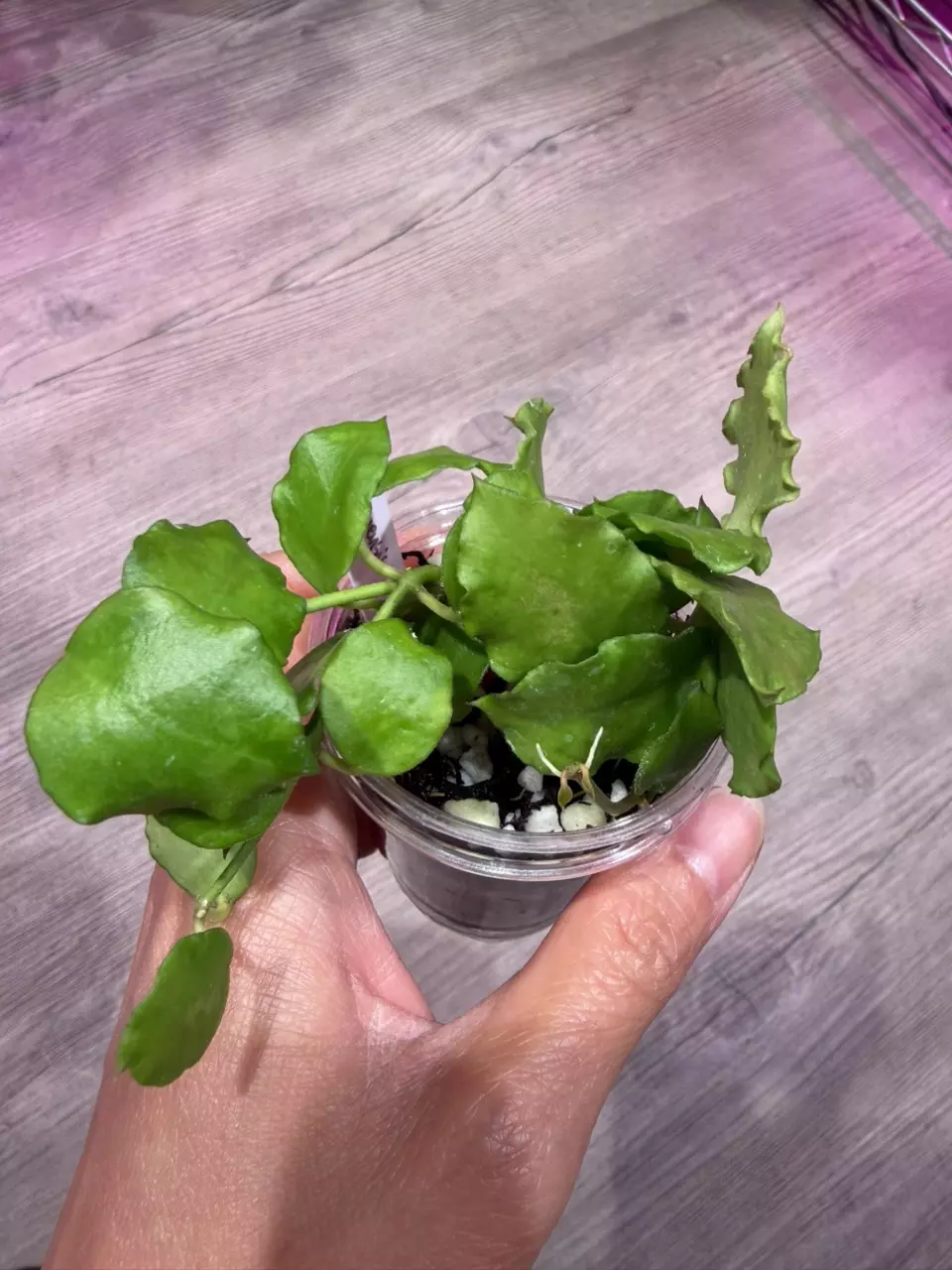 Hoya Endauensis thumbnail