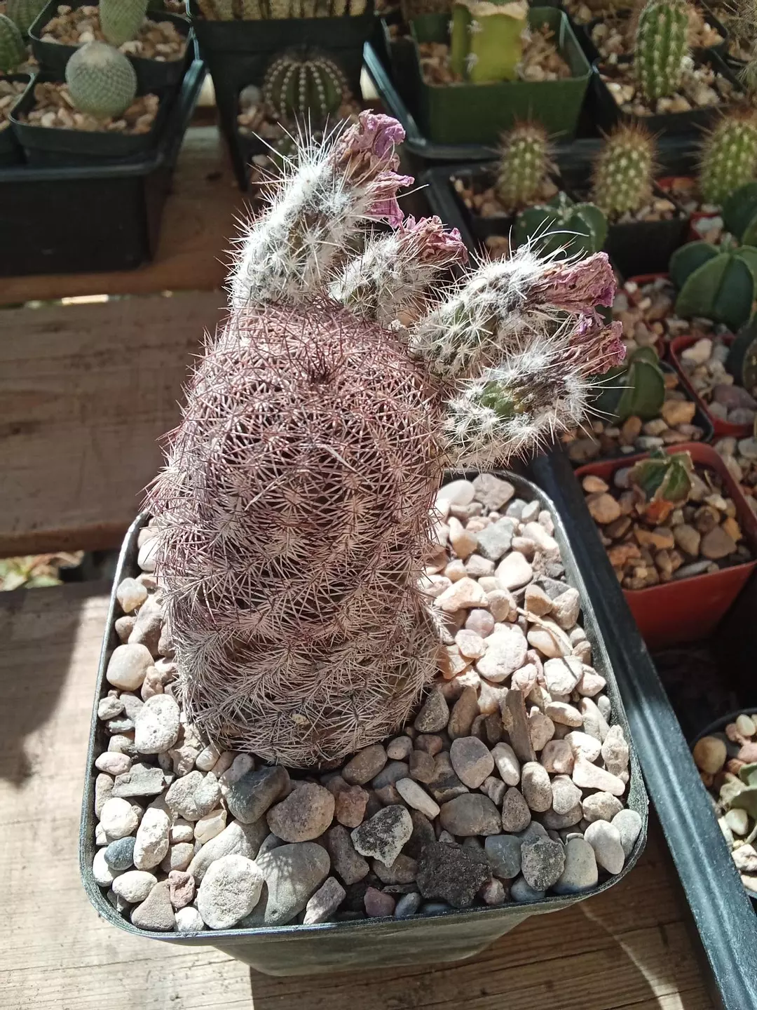 Echinocereus Reichenbachii var. 'Perbellus' cactus seedling thumbnail