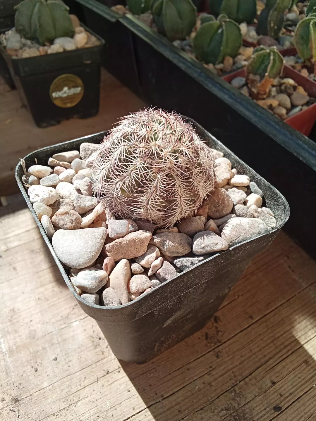 Echinocereus Reichenbachii var. 'Perbellus' 'Ball' cactus seedling thumbnail