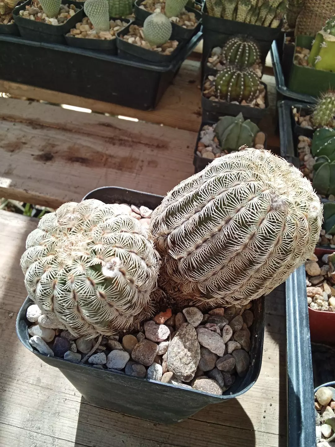 Echinocereus Reichenbachii 'White Lace' cactus seedling thumbnail