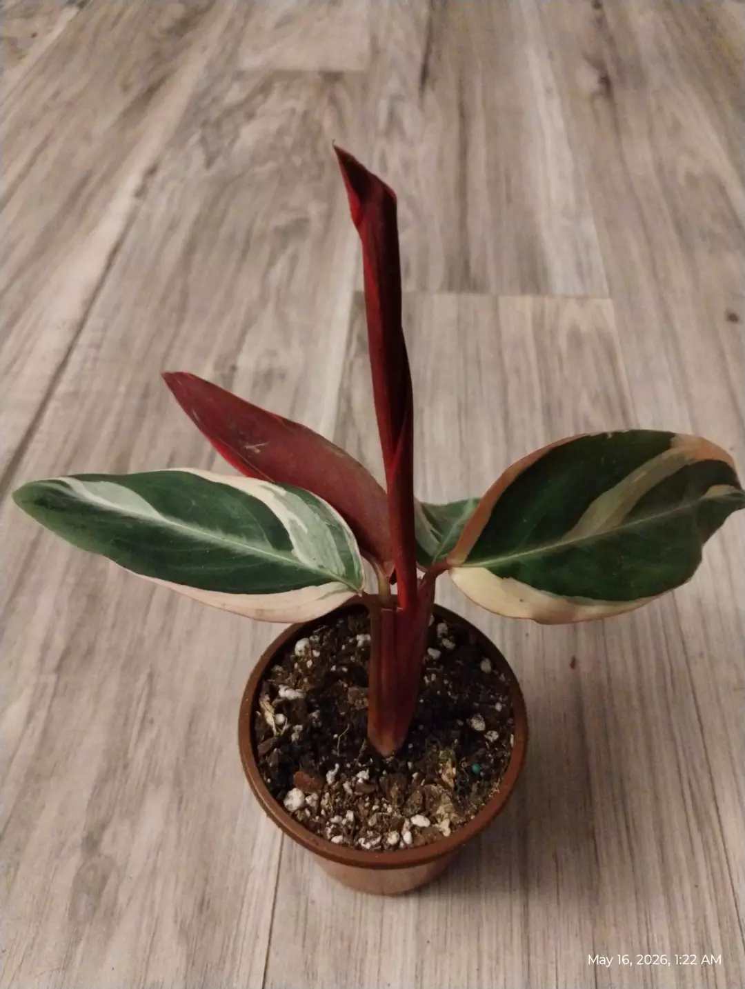 Stromanthe triostar thumbnail