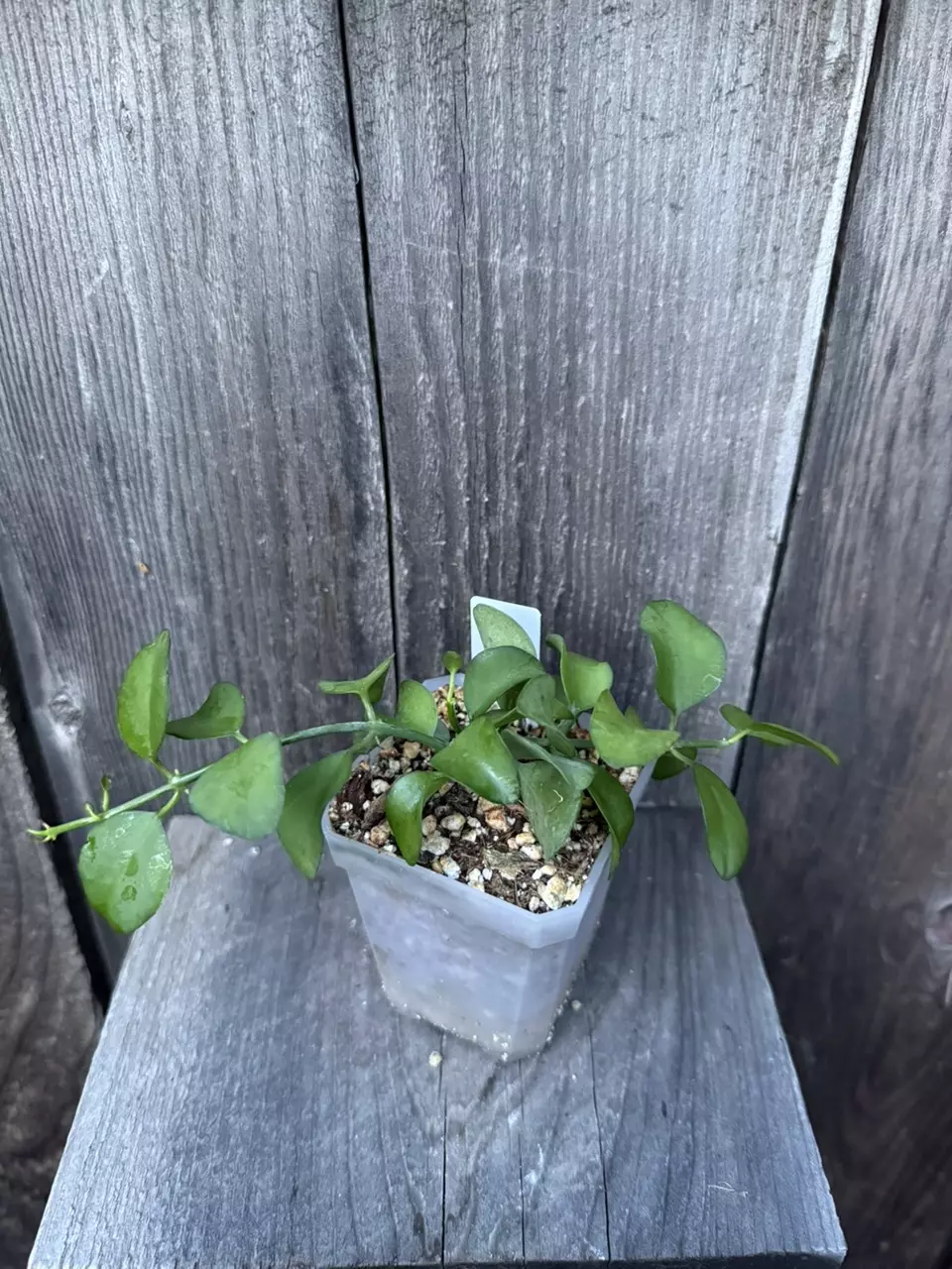 Dischidia Geri aka little Apple thumbnail