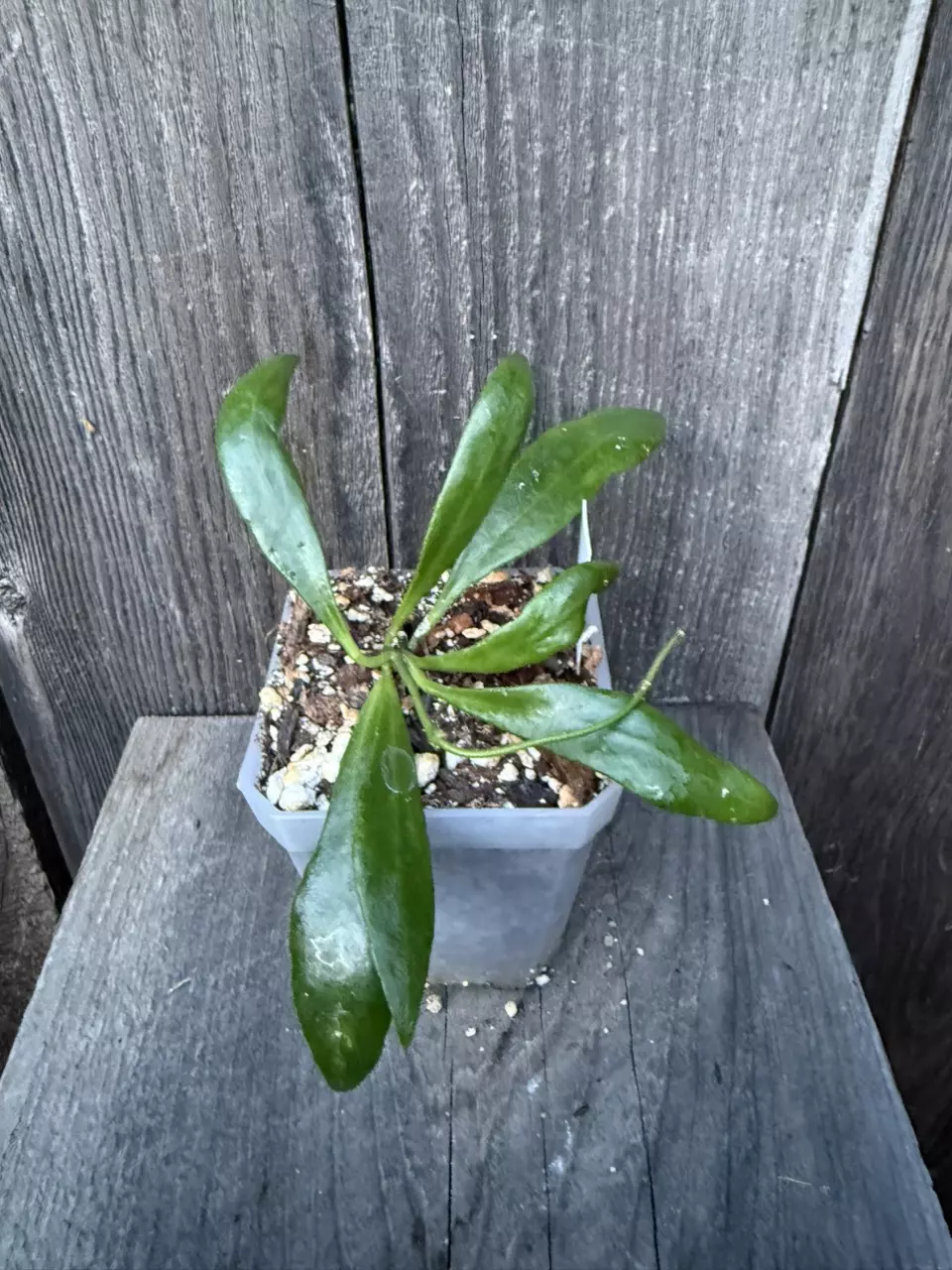 Hoya myrmecopa thumbnail