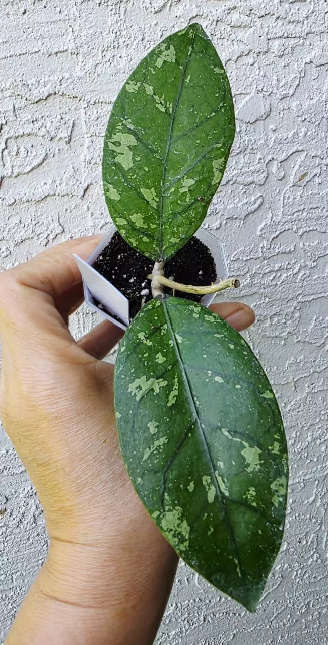 Hoya Sp Aceh Bara thumbnail