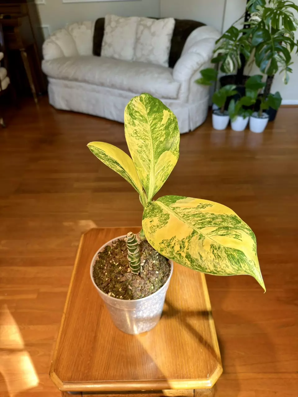 Variegated Aurea Dieffenbachia | Imported From Indonesia | 7-Inch Container thumbnail