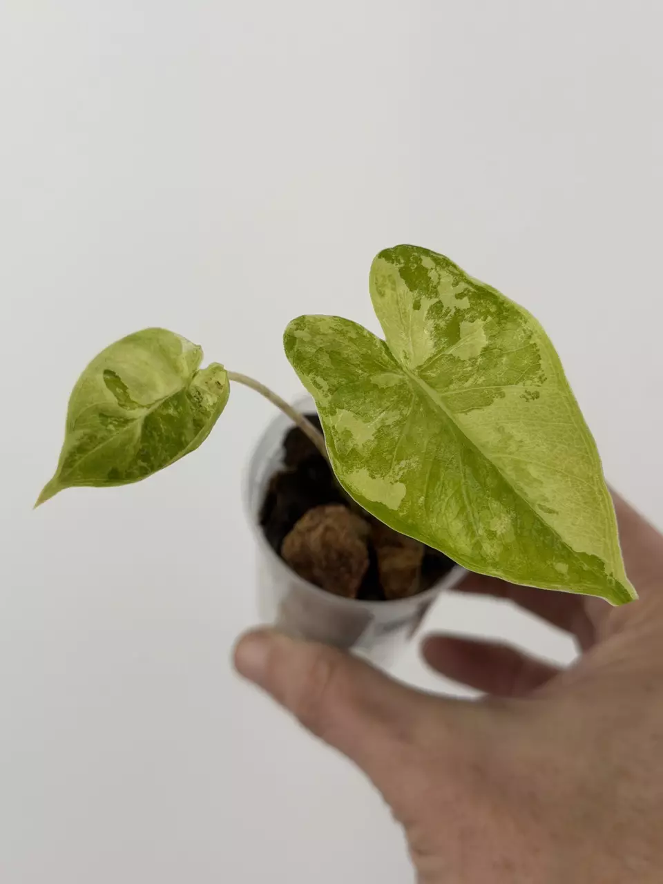 Alocasia Sp. Aurea Variegated  Pup# 698 thumbnail