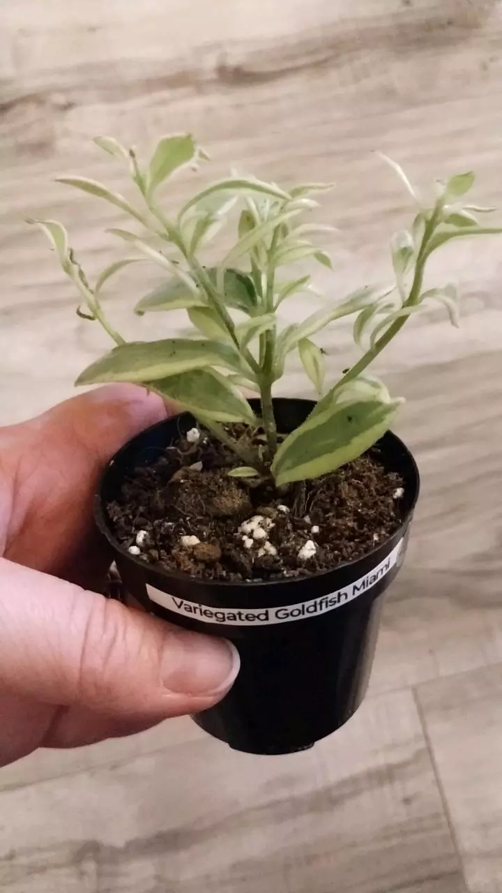 Goldfish Miami variegated thumbnail