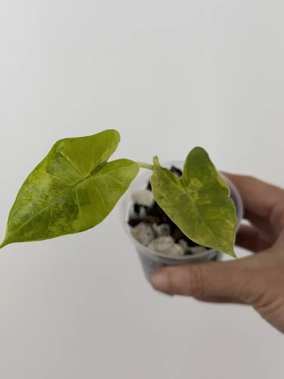 Alocasia Macrorrhiza Aurea Variegated # 700 thumbnail