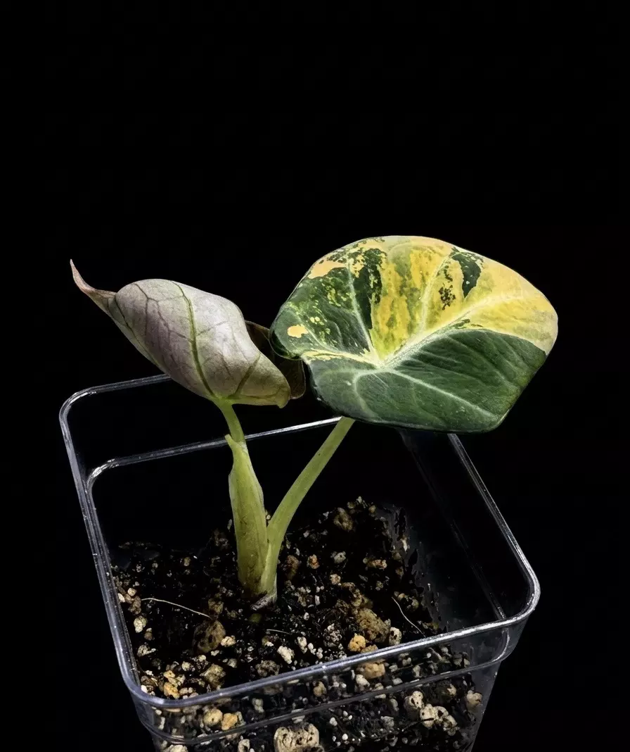 Alocasia Black Velvet Gold Pup thumbnail