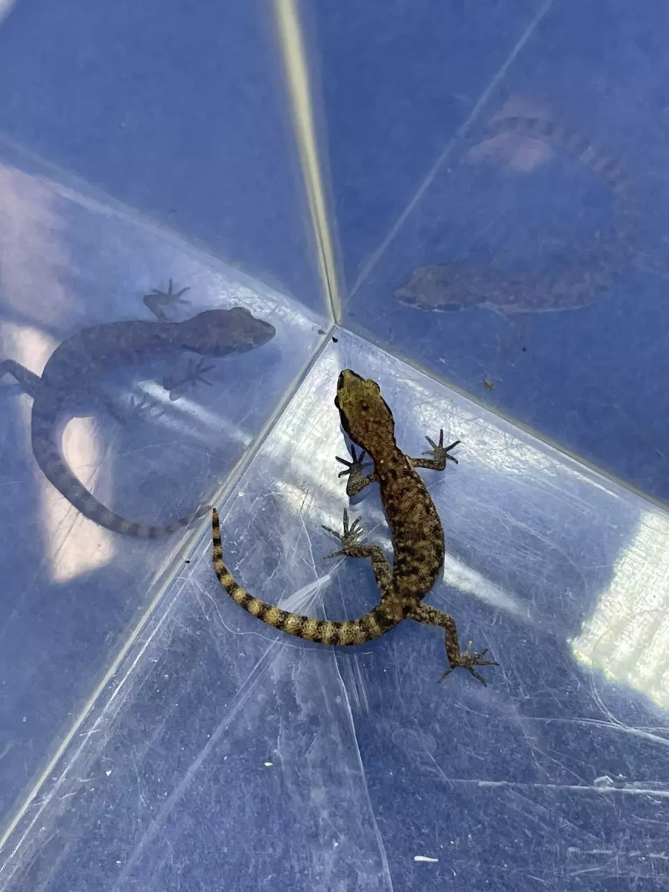 Strudners Gecko thumbnail