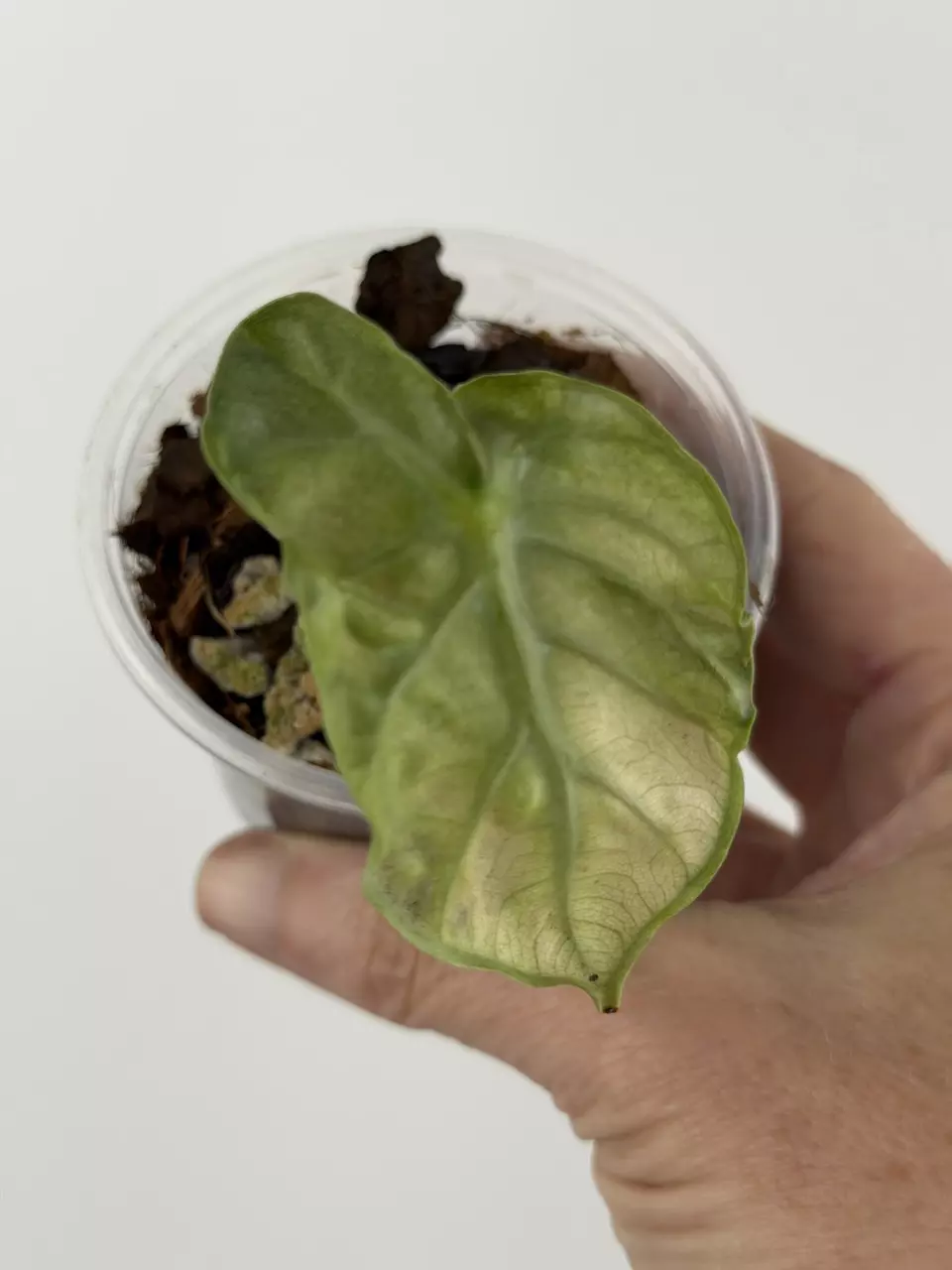 Alocasia Mint Balloon Heart Variegated # 691 thumbnail