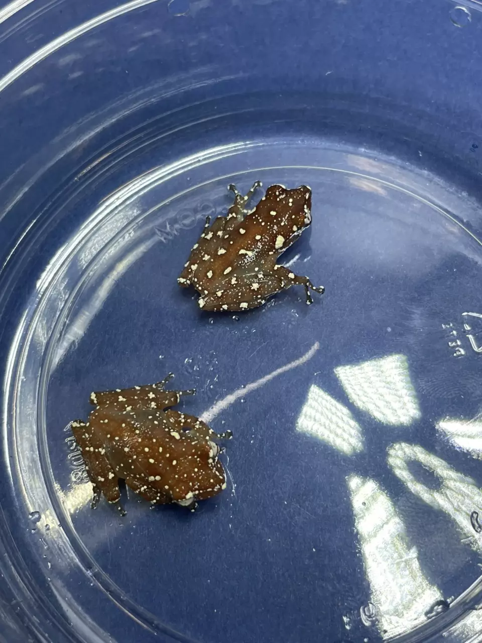 Cinnamon Tree Frogs 2 Lot thumbnail