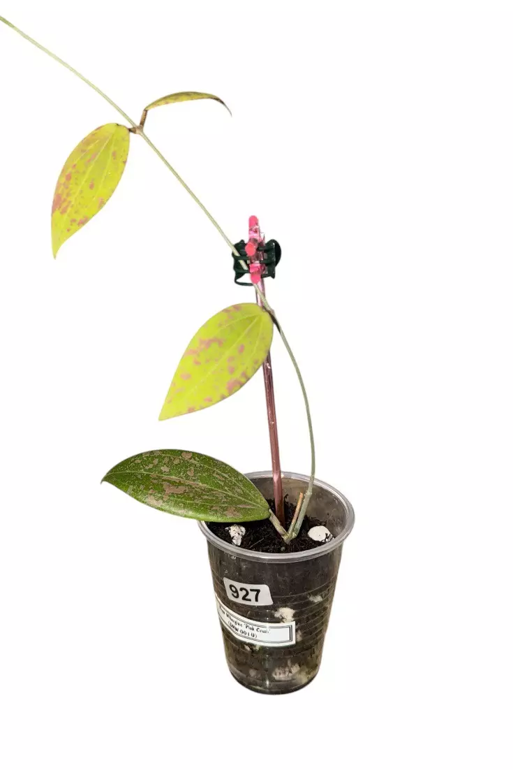 Hoya Wibergiae ‘Pink Crush’ (DMW-001-U) #927 thumbnail