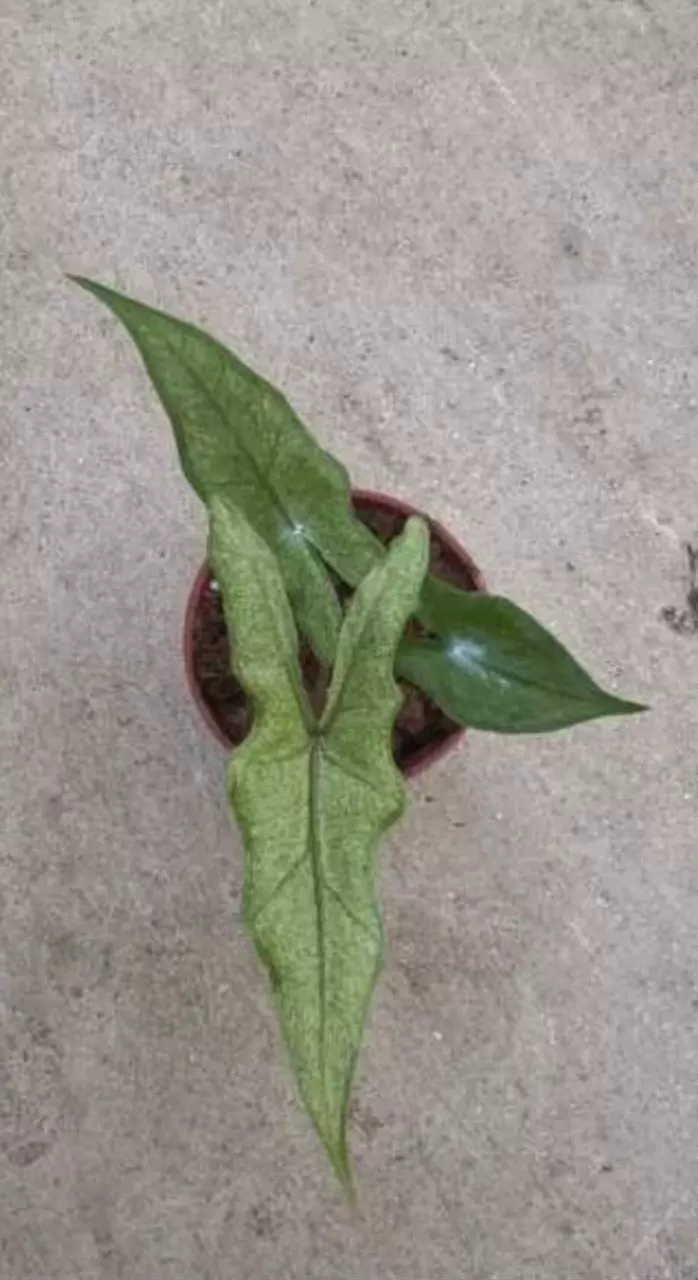 Sabrina Stardust Tissue Culture GC thumbnail