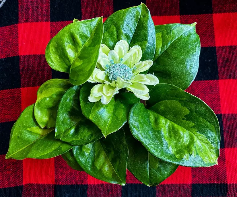 Green Global Pothos thumbnail