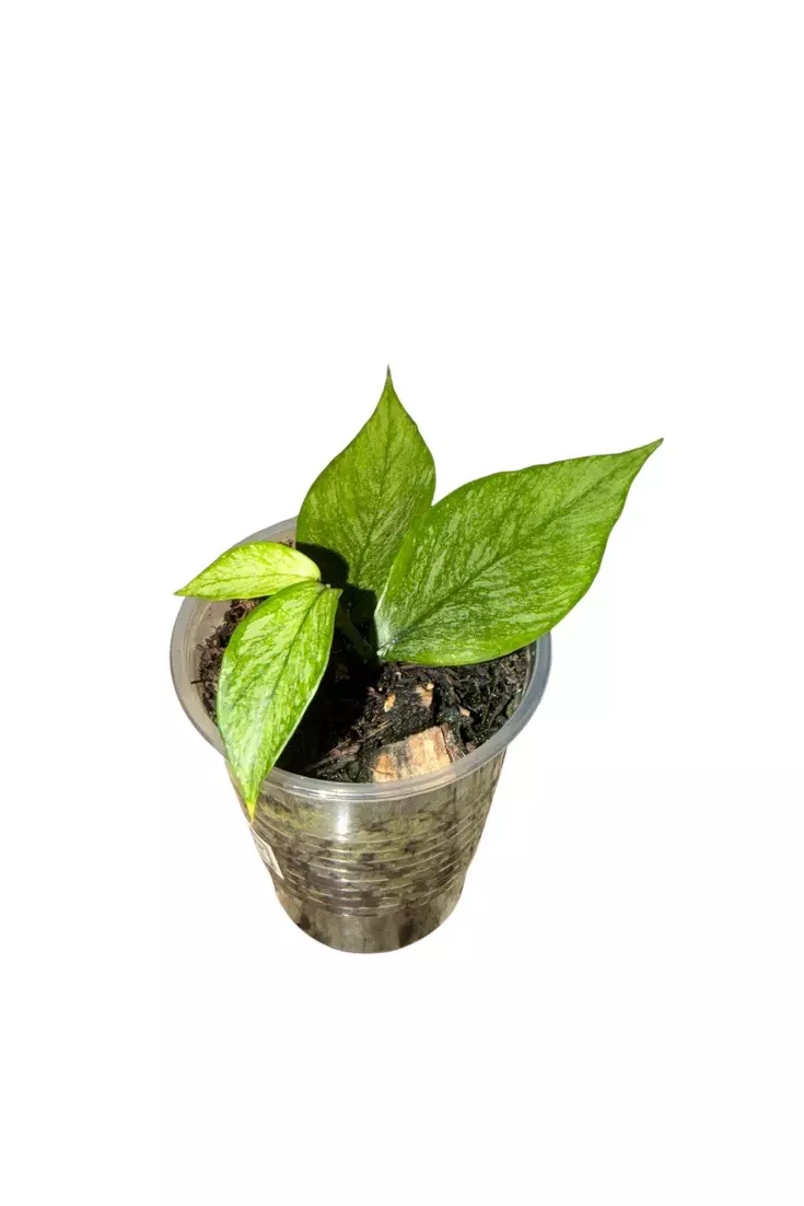 Hoya Polyneura ‘Broget’ #940 thumbnail