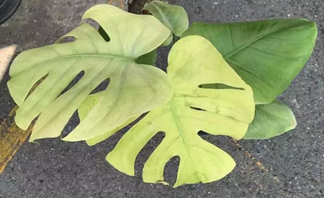 Monstera Blue Mint Tissue Culture GC thumbnail