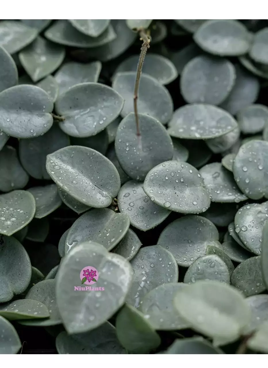 Growers Choice Hoya ‘Grey Fairy’ Cutting 1 NODE 2 LEAF thumbnail