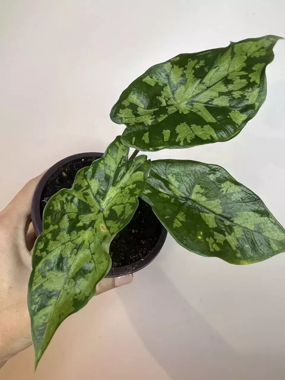 Alocasia Shattered Glass TC Growers Choice thumbnail
