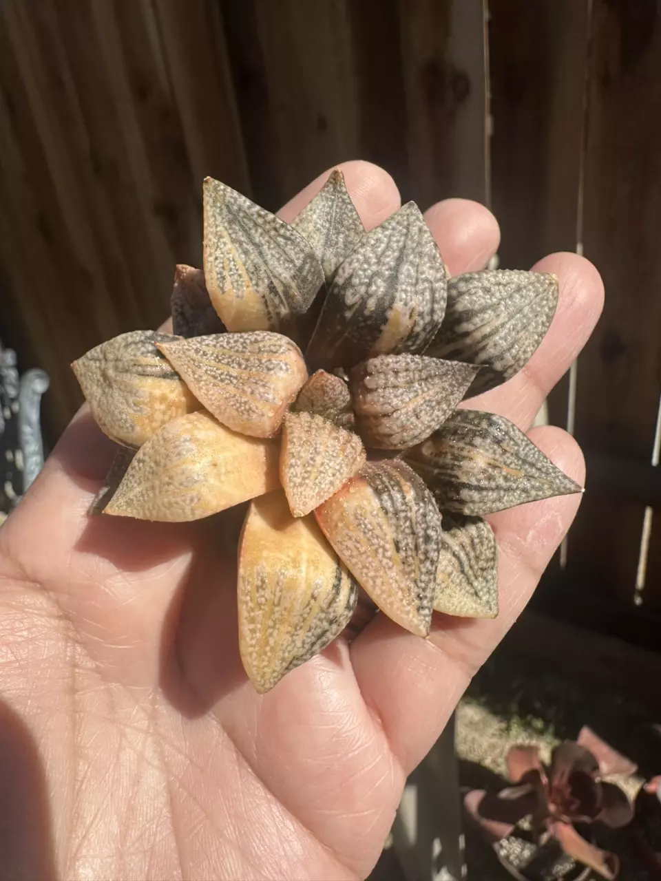 Haworthia Cobra Var #B02 thumbnail