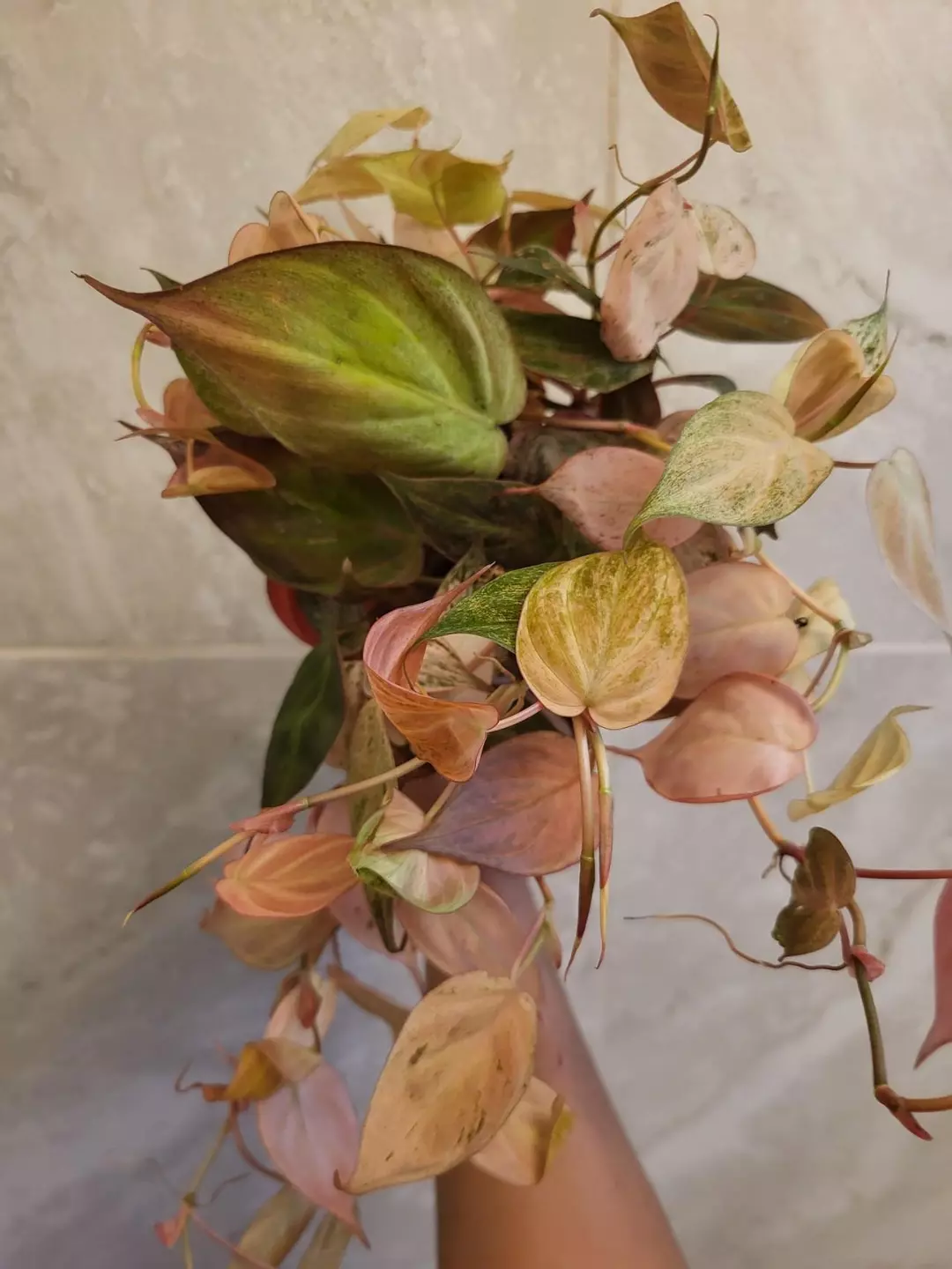 Philodendron micans strawberry mint ( 2 leaves  cutting only bottom cut rooted) thumbnail