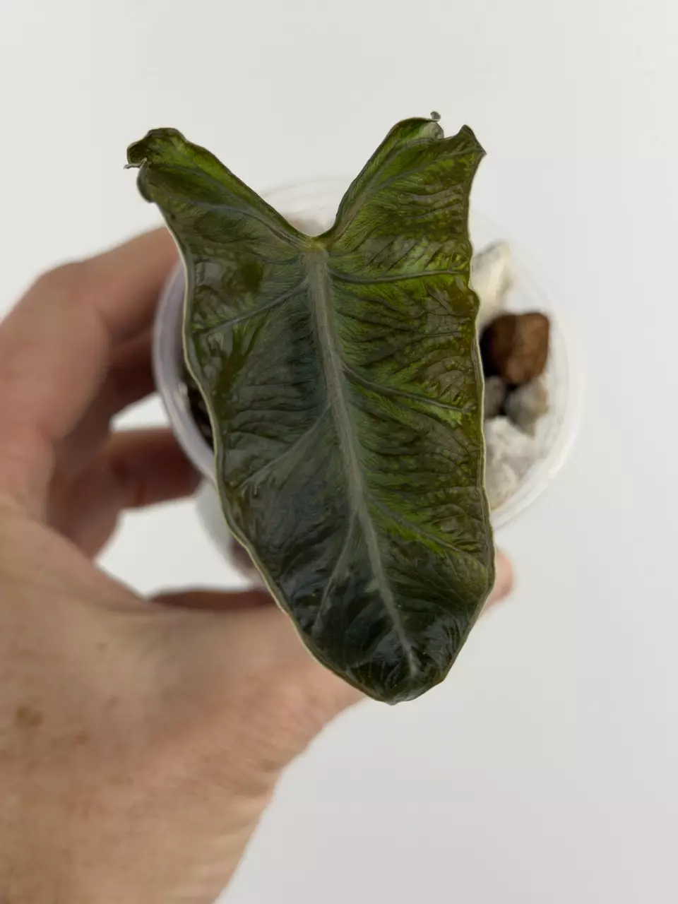 Alocasia Lailah # 685 thumbnail