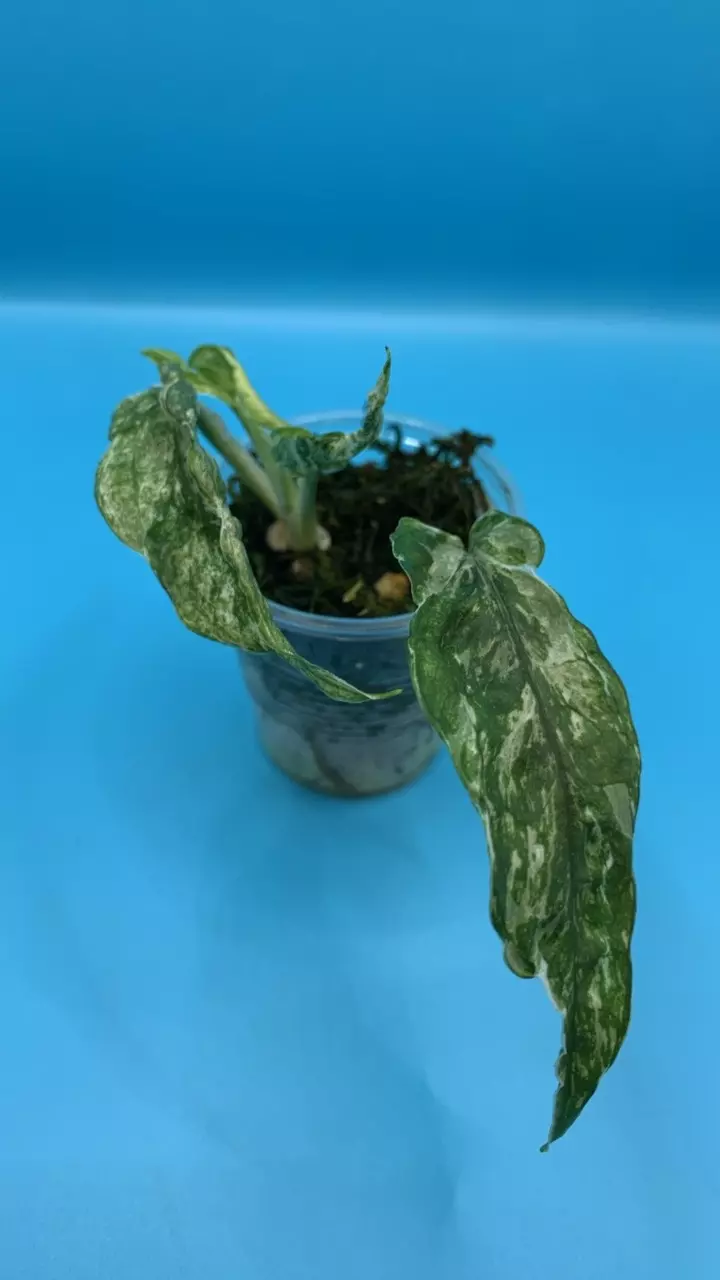 0493 Epipremnum pinnatum Diamond thumbnail