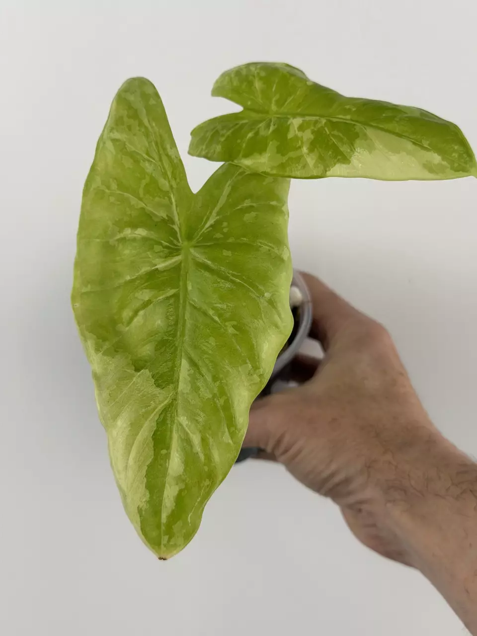 Alocasia Tri-Color Acuminata Mother Plant # 704 thumbnail