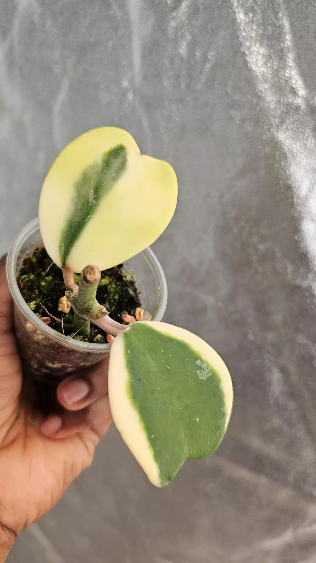 Hoya kerrii  albo thumbnail